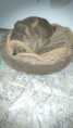 /album/fotos-tat-pet/img-20151008-wa0004-1-jpg/